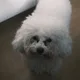 밤빵
