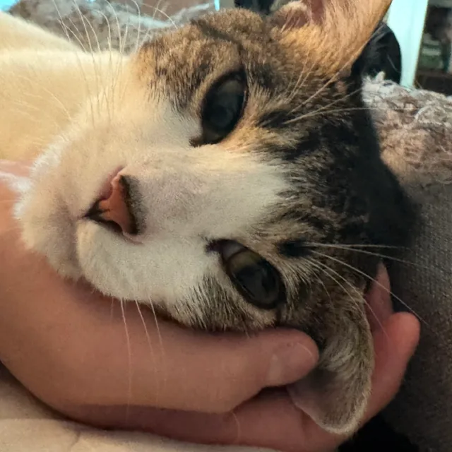 바니바니