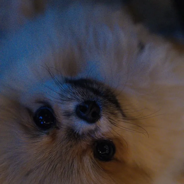 이슬