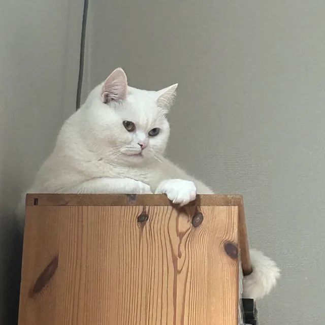 해피해피