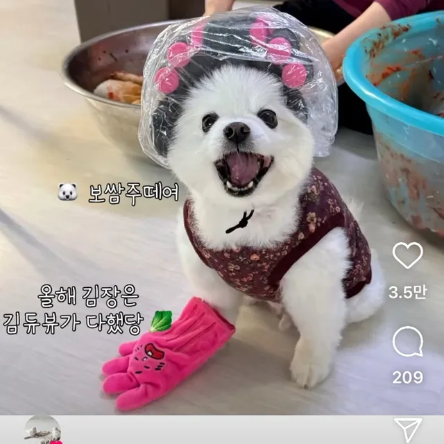 꿀호떡