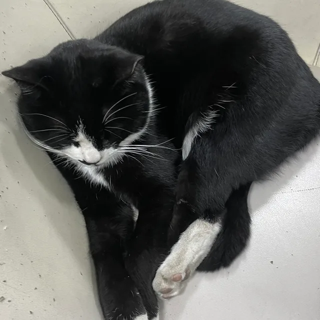 당근님