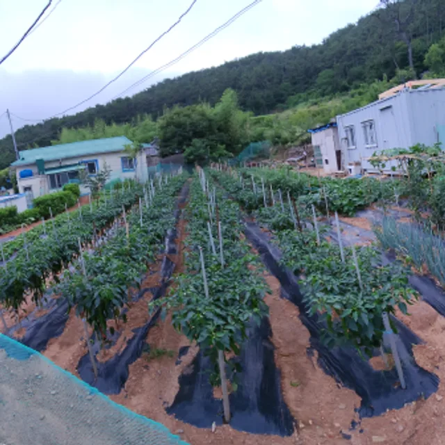 토지플러스
