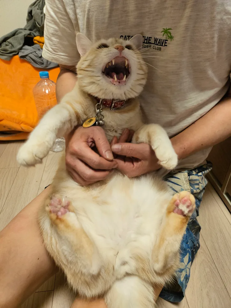 잉끼무비
