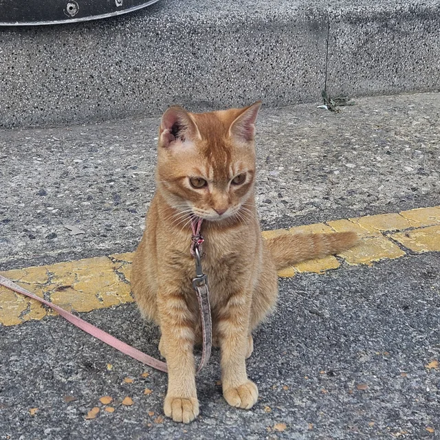 쭈네스콘