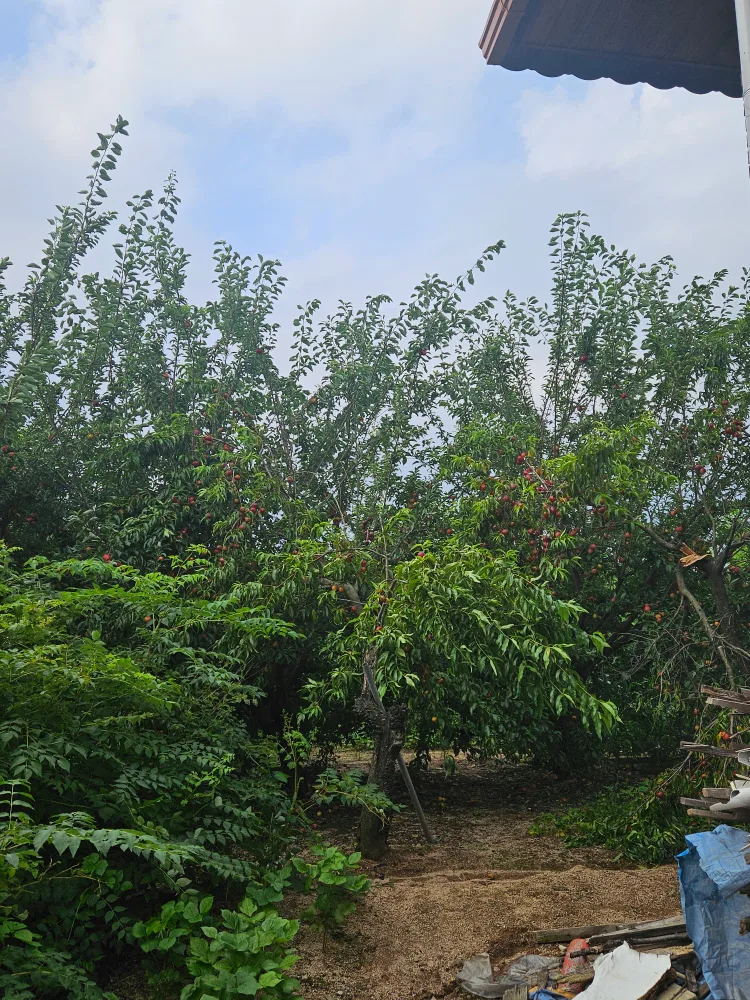 렁이