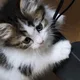 선향