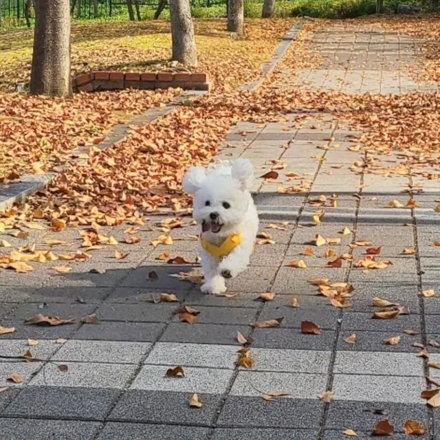 흑임자