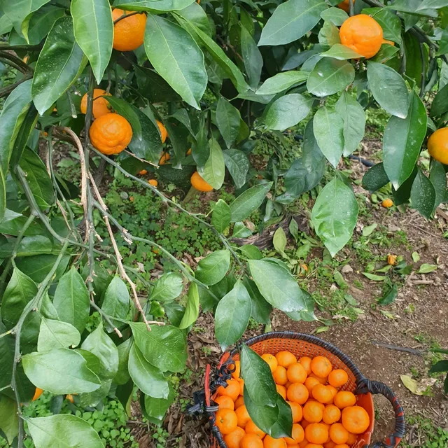 연휘댁
