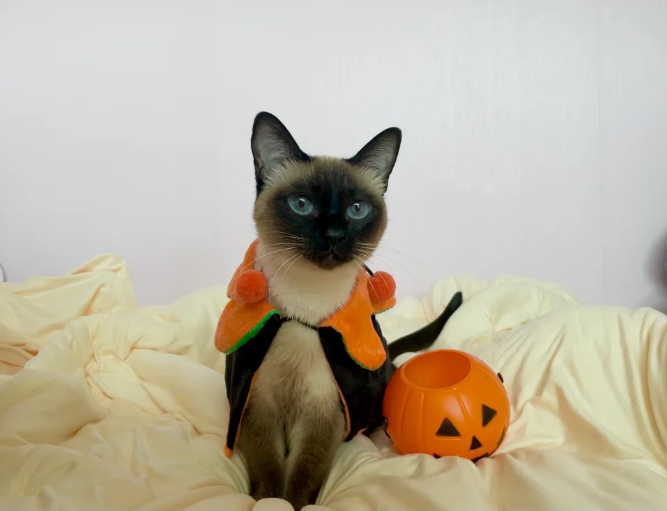 좀고양이