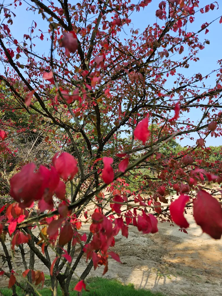 오로라