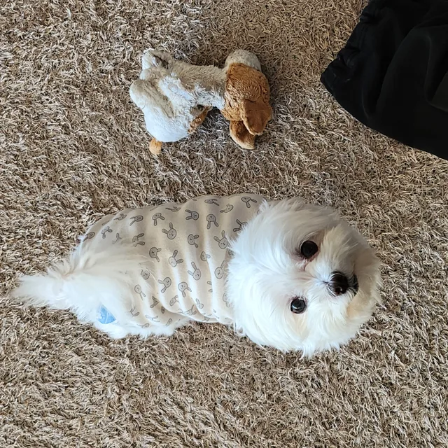 제봉이