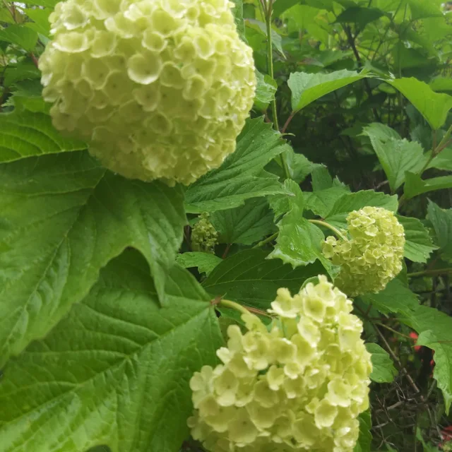 꼬불이