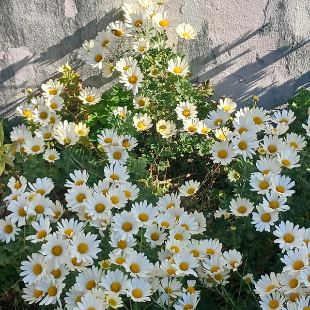 윷가