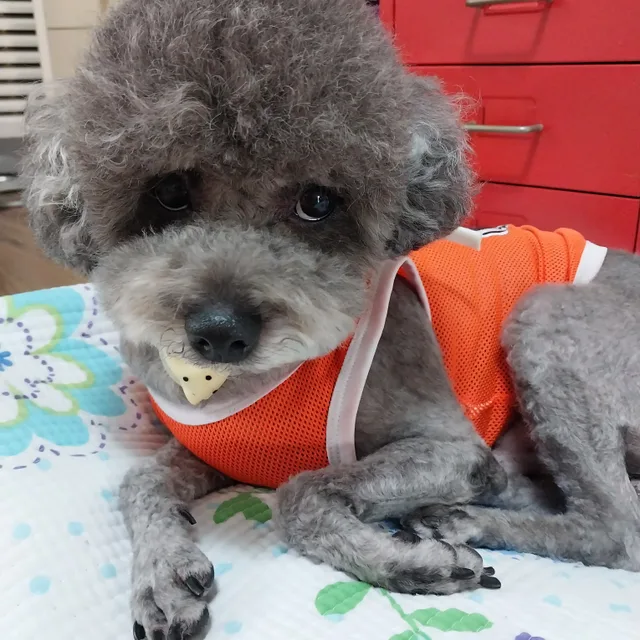 여왕벌