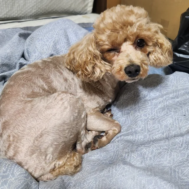 콩이랑