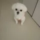 흰둥이맘
