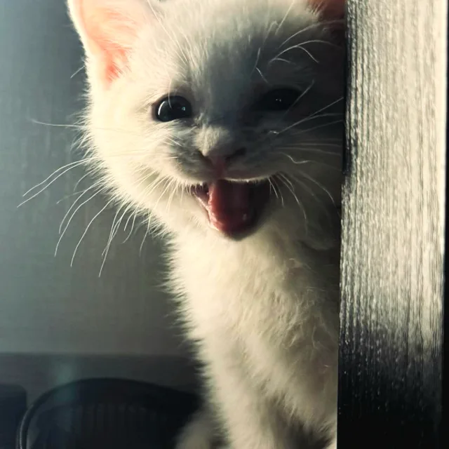 자양