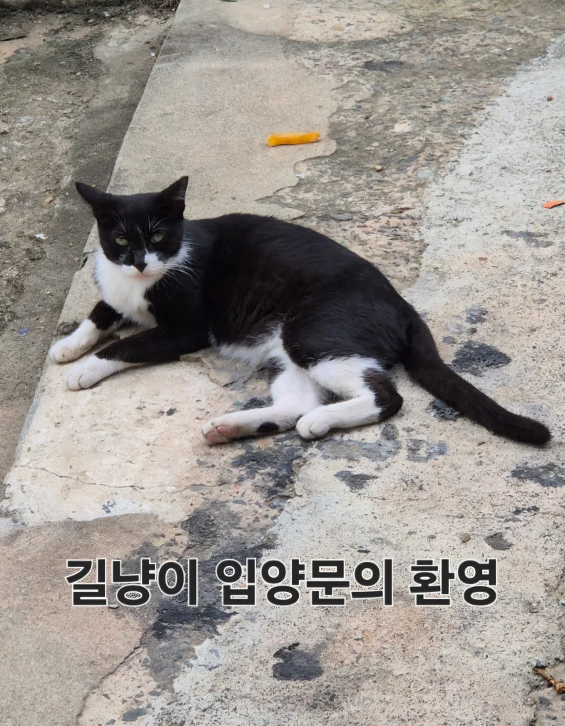 미야옹씨