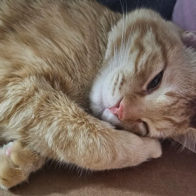 유봉