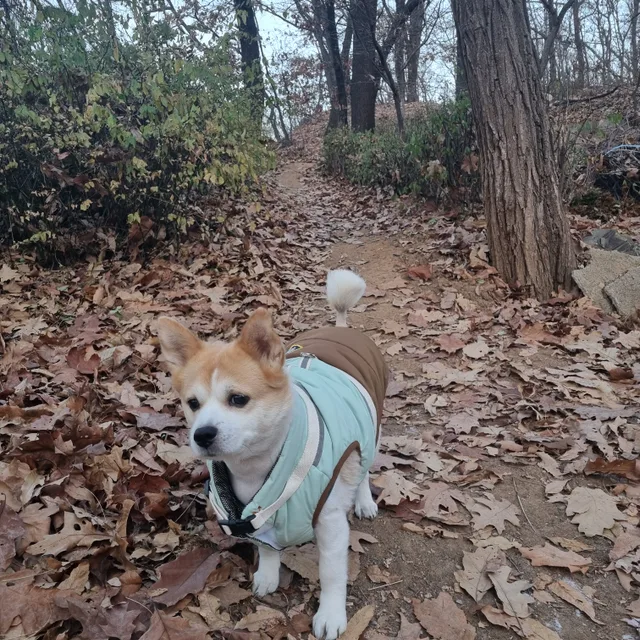 순이