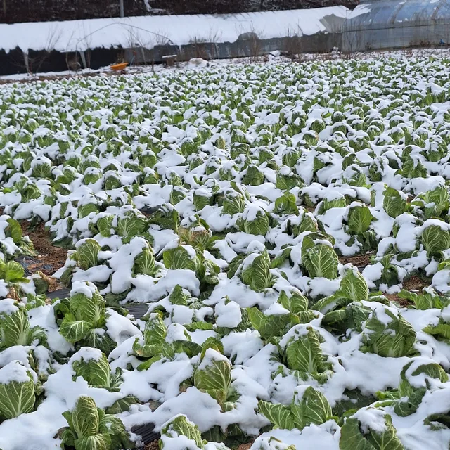 곰배령