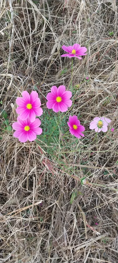 대박마님