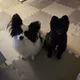 우디볼리