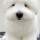 솜사탕