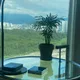 오렌지자스민