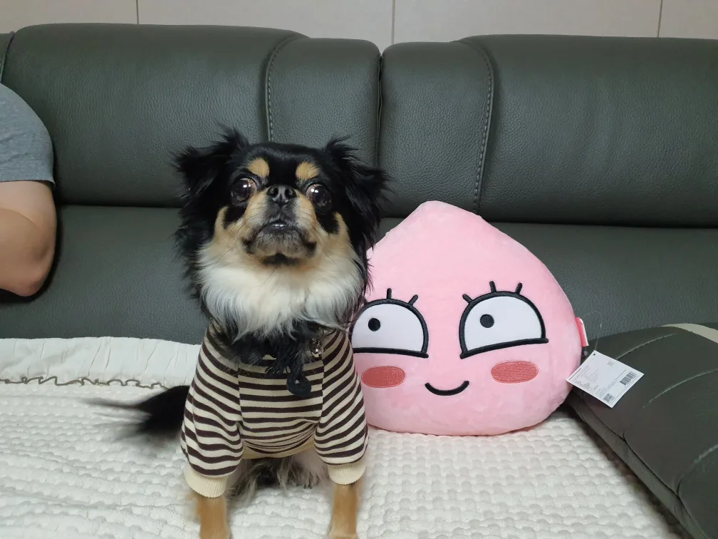 콩이
