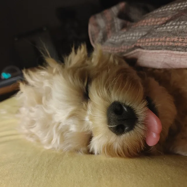 크크자매