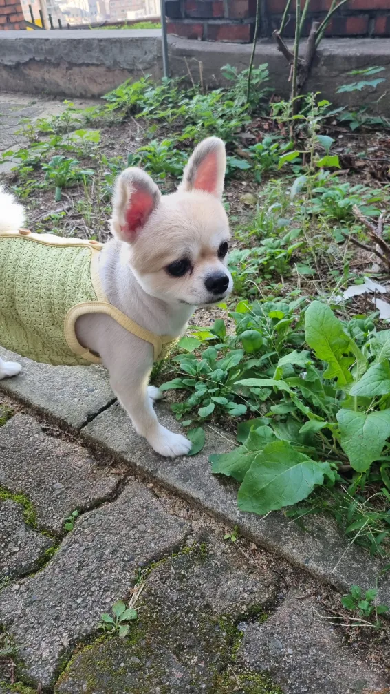 토리맘
