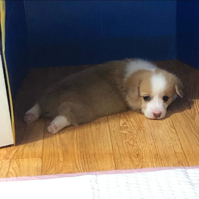 매력남