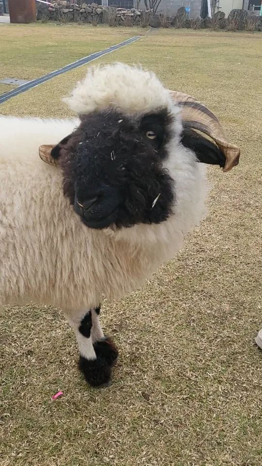 쭈니로다