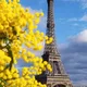 pariskakao