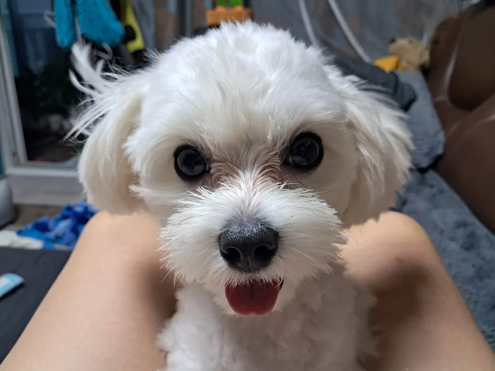 봉심이편집중