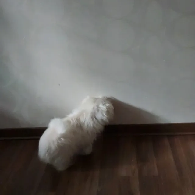 두부