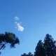 겨울나무