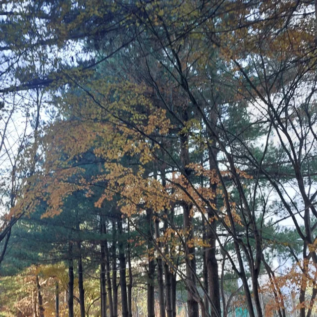 파란