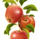 Botanical