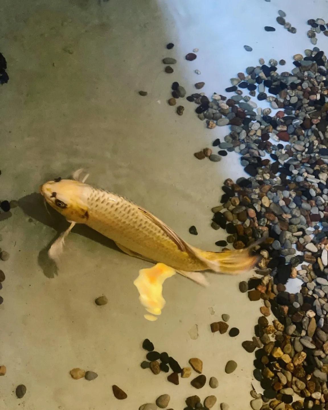 코코넛