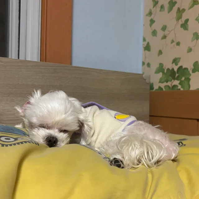 린이