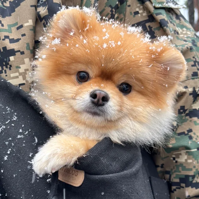 호두맘