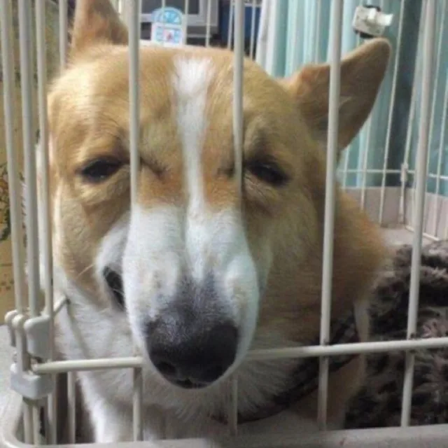 누누슴