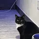 크용이