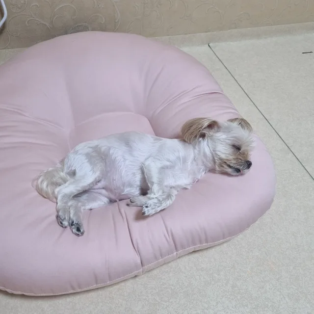 여섯시내고양이