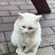 바쿵