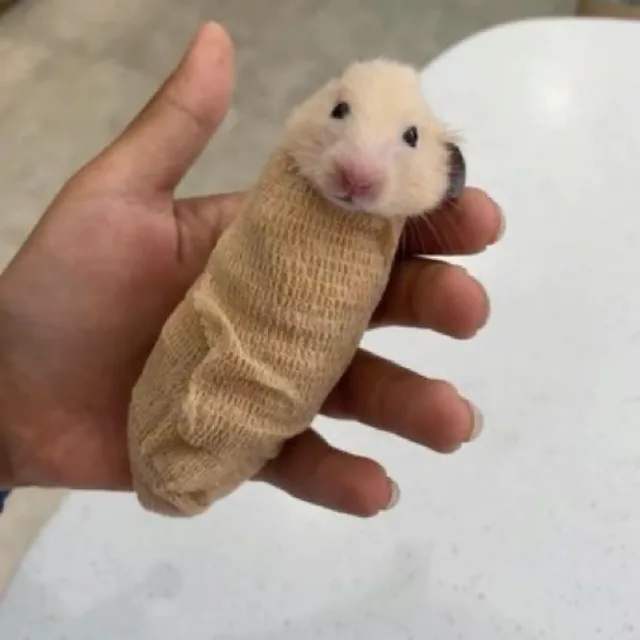 햄스터먹방