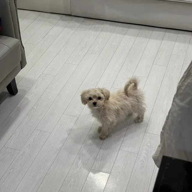 챙챙